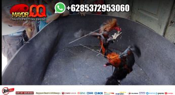 Login SV388 Sabung Ayam Online Thementalwellnessleader