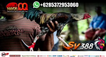 Tutorial Belajar Bermain Taruhan Sabung Ayam Live