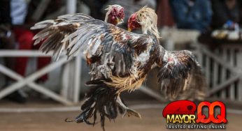 Taruhan Sabung Ayam SV388 Online – Aturan, Panduan Cara Bermain
