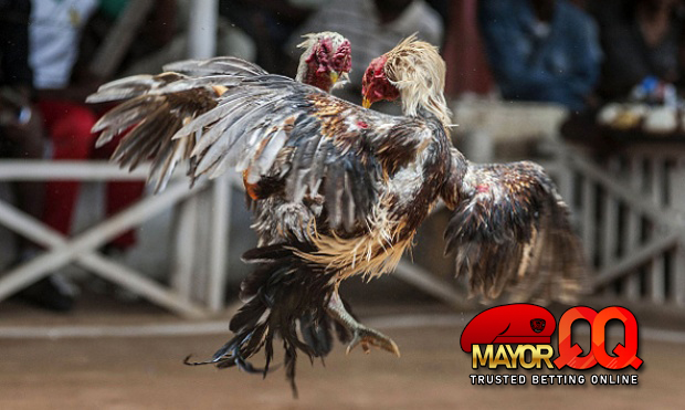 Taruhan Sabung Ayam SV388 Online – Aturan, Panduan Cara Bermain